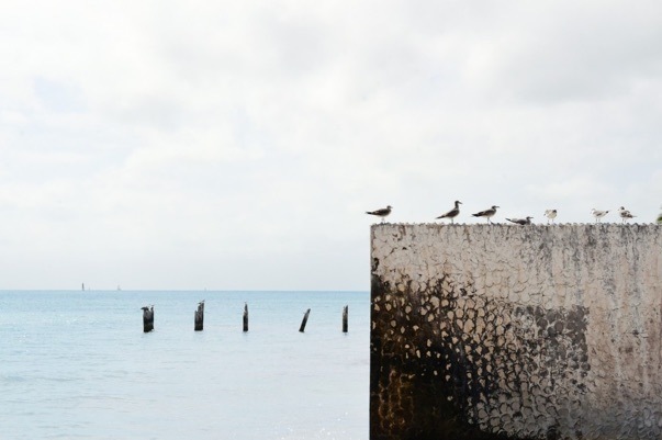 multiple-birds-31-1024x682